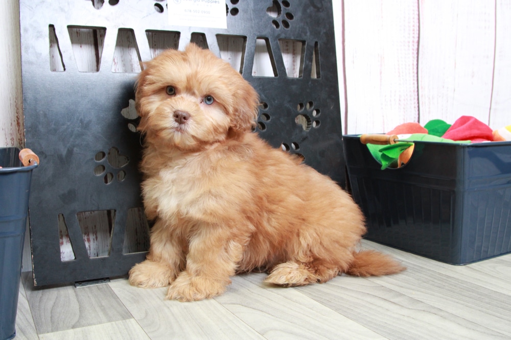 Ink - Cute Red Male Shih-Poo Puppy - Image 2