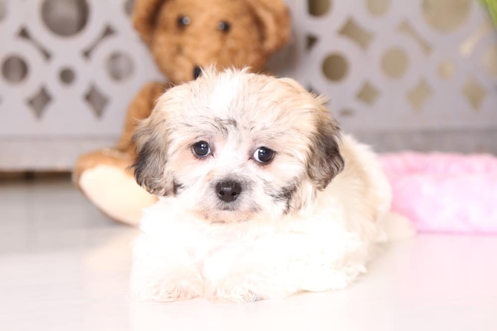 Iris Loving Teddy Bear Puppies Online