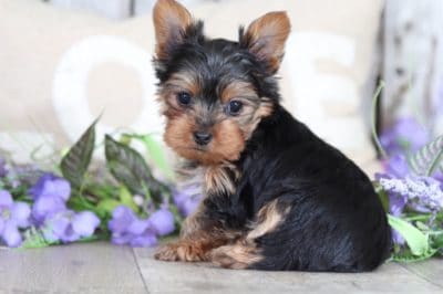 yorkie