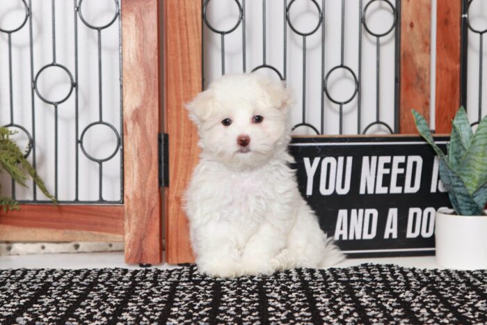 Isaiah - Cool Little ACA Male Maltese Puppy