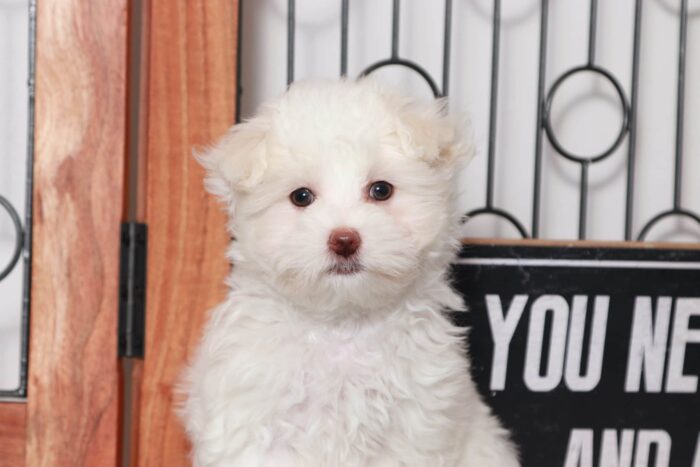 Isaiah - Cool Little ACA Male Maltese Puppy - Image 2