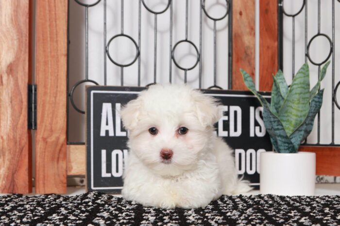Isaiah - Cool Little ACA Male Maltese Puppy - Image 3