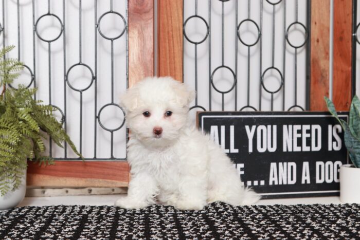 Isaiah - Cool Little ACA Male Maltese Puppy - Image 4