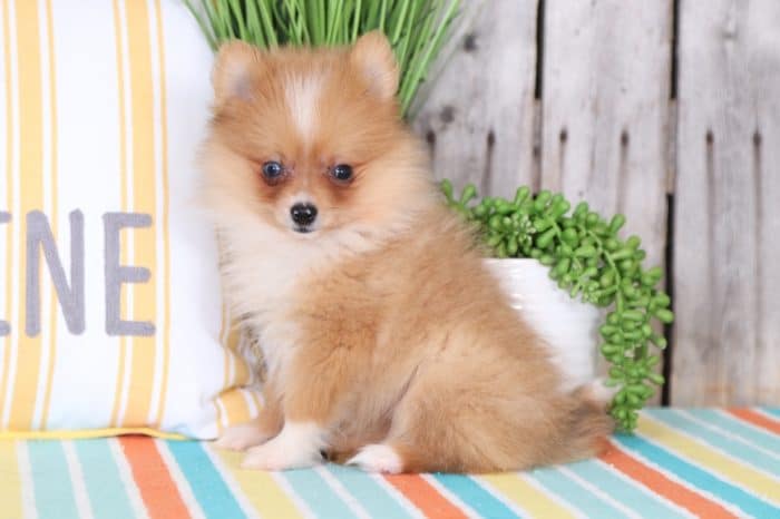 Isla - Perfect Little Pomeranian - Image 2