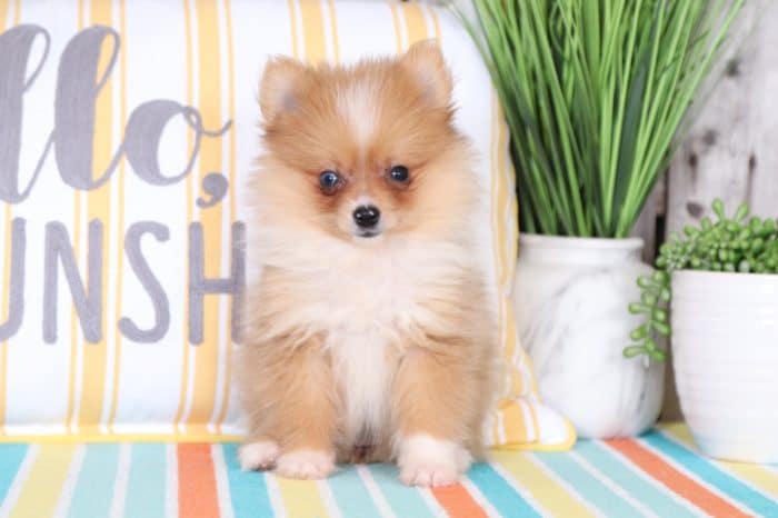 Isla - Perfect Little Pomeranian - Image 3