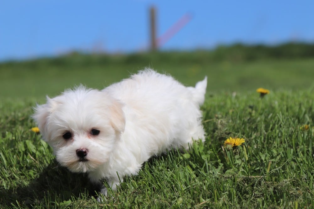 female maltese