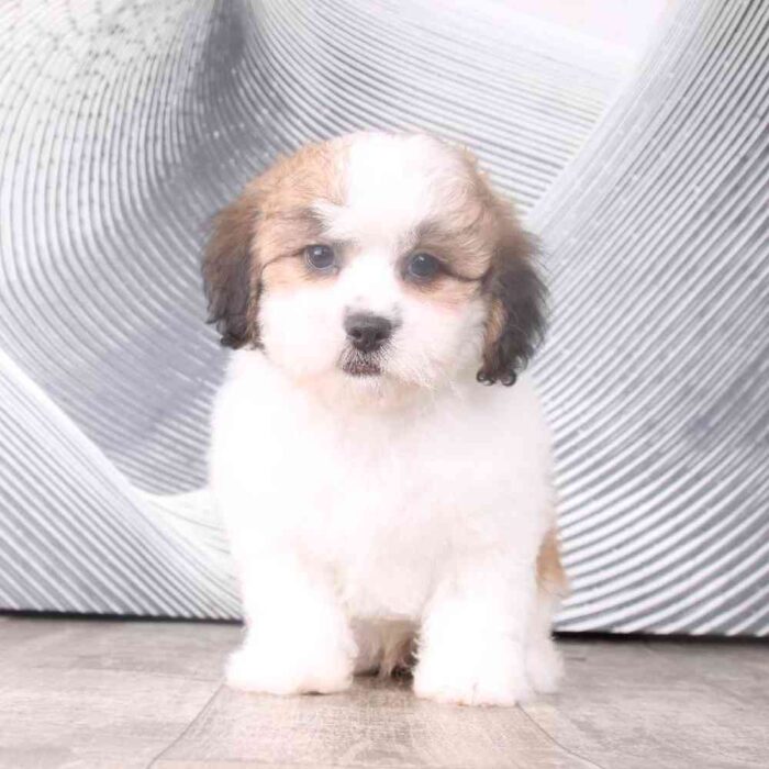 Zeke - Fabulous Little Male Shihpoo Puppy