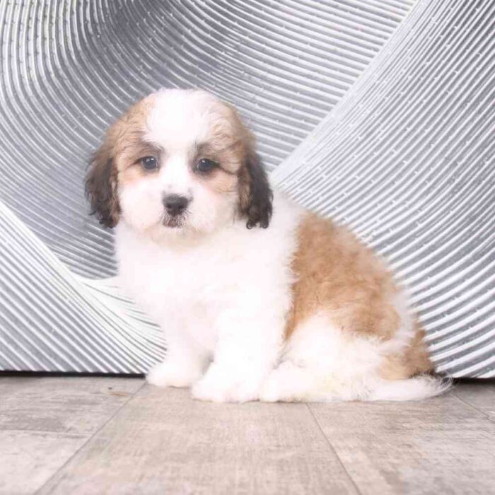 Zeke - Fabulous Little Male Shihpoo Puppy - Image 2