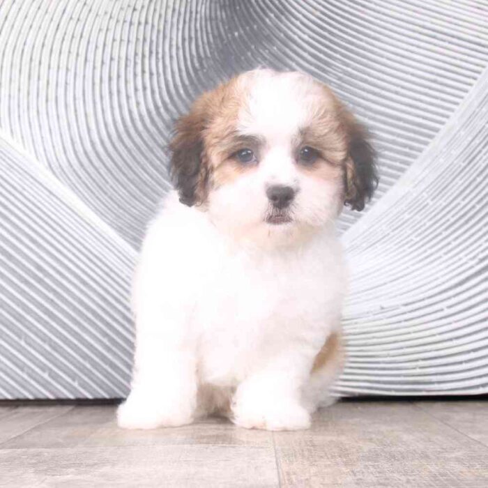 Zeke - Fabulous Little Male Shihpoo Puppy - Image 3