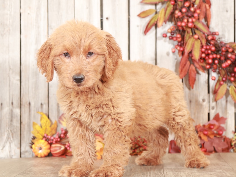 Jack Rogers Golden Doodle