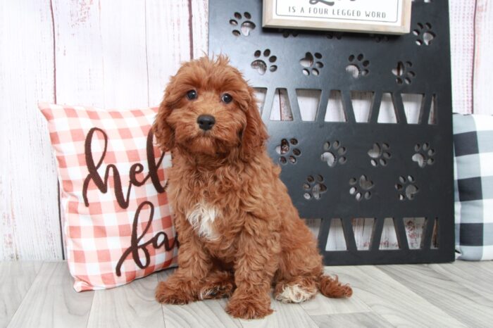 Jacy - Beautiful Female Cavapoo Puppy