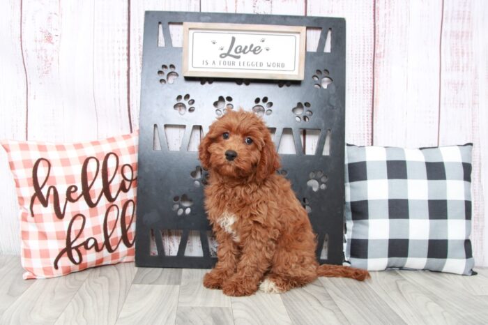Jacy - Beautiful Female Cavapoo Puppy - Image 5