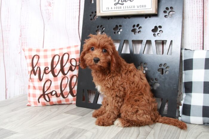 Jacy - Beautiful Female Cavapoo Puppy - Image 4