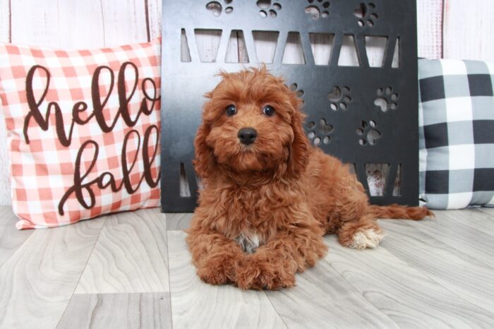Jacy - Beautiful Female Cavapoo Puppy - Image 3