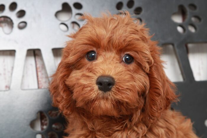 Jacy - Beautiful Female Cavapoo Puppy - Image 2