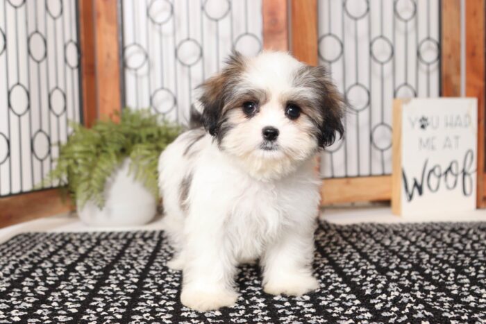 Jaguar - Great Little Male Malshi Puppy - Image 5