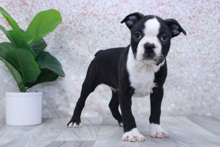 Jake - Cuddly ACA Male Boston Terrier Puppy