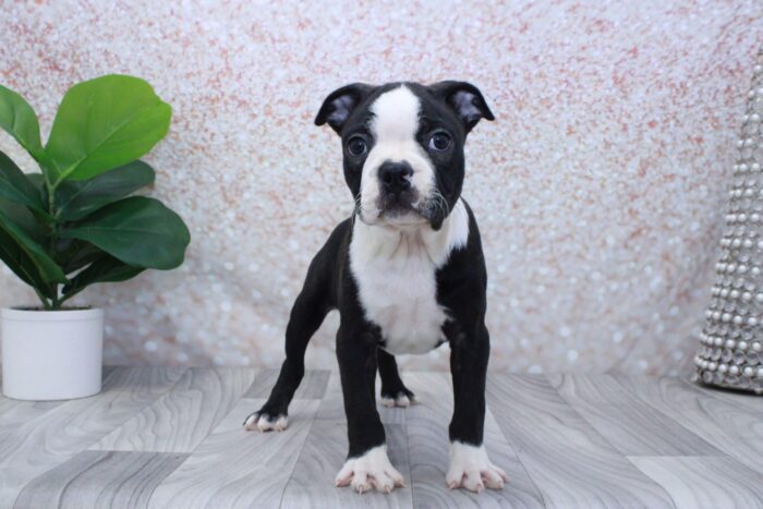 Jake - Cuddly ACA Male Boston Terrier Puppy - Image 4
