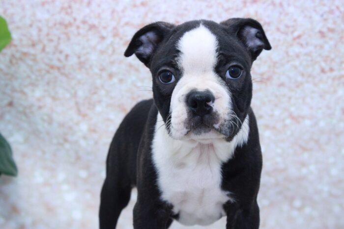 Jake - Cuddly ACA Male Boston Terrier Puppy - Image 2