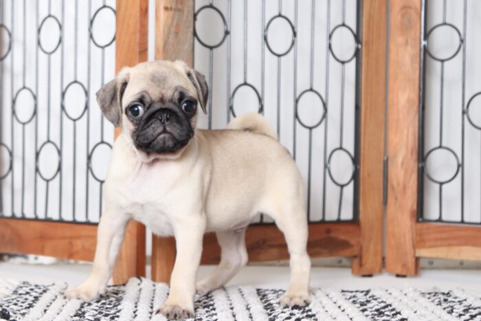Jake - Adorable Little AKC Male Pug