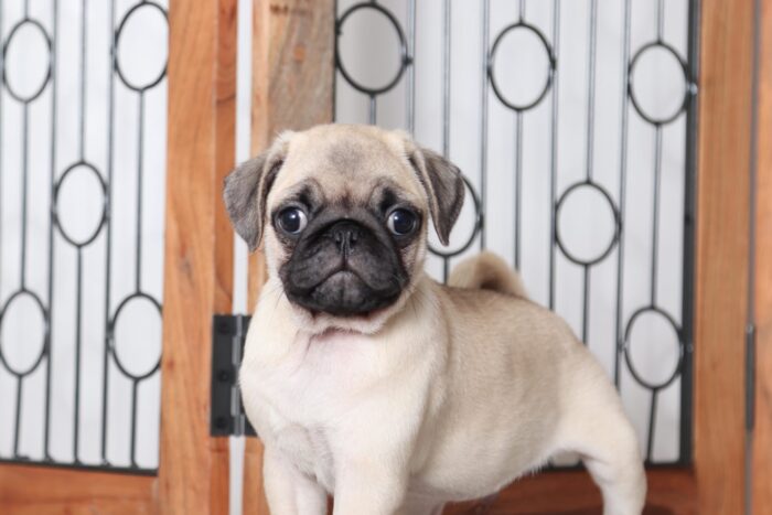 Jake - Adorable Little AKC Male Pug - Image 2