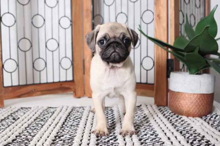 Jake - Adorable Little AKC Male Pug - Image 3