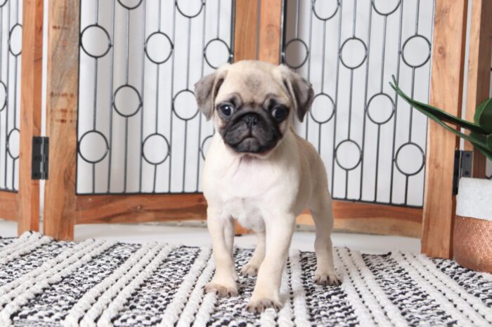 Jake - Adorable Little AKC Male Pug - Image 4