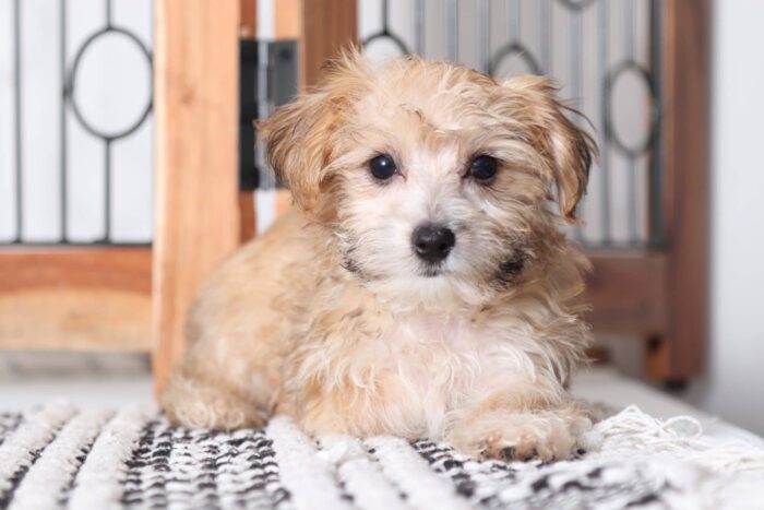 James - Playful Little Male Yochon Puppy