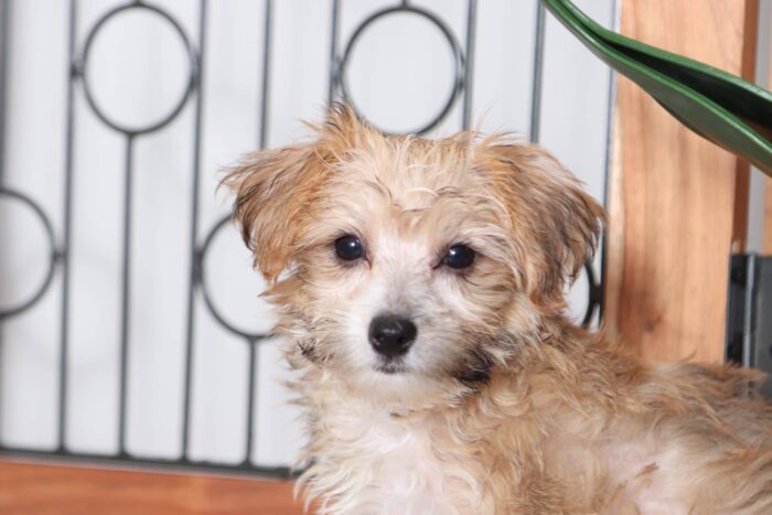 James - Playful Little Male Yochon Puppy - Image 2