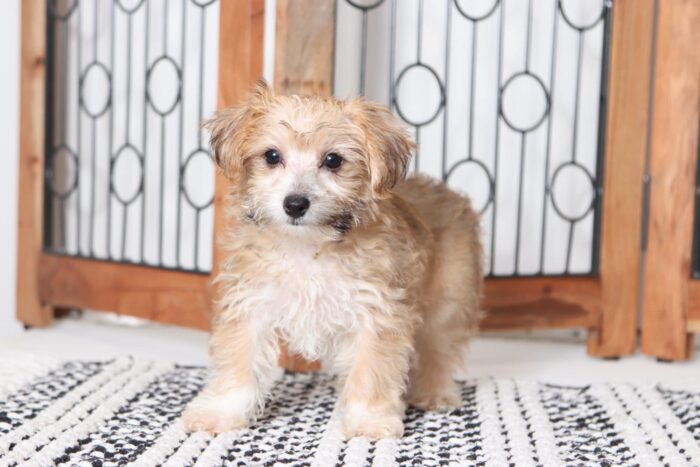 James - Playful Little Male Yochon Puppy - Image 3