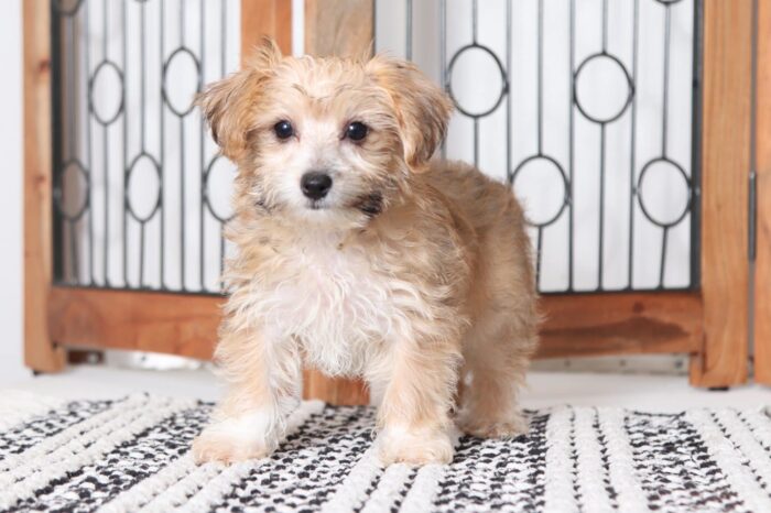 James - Playful Little Male Yochon Puppy - Image 4
