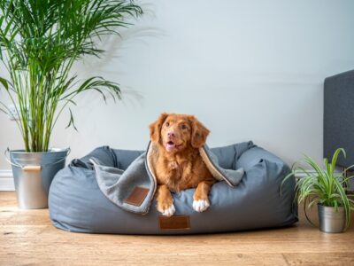 Dog Bed