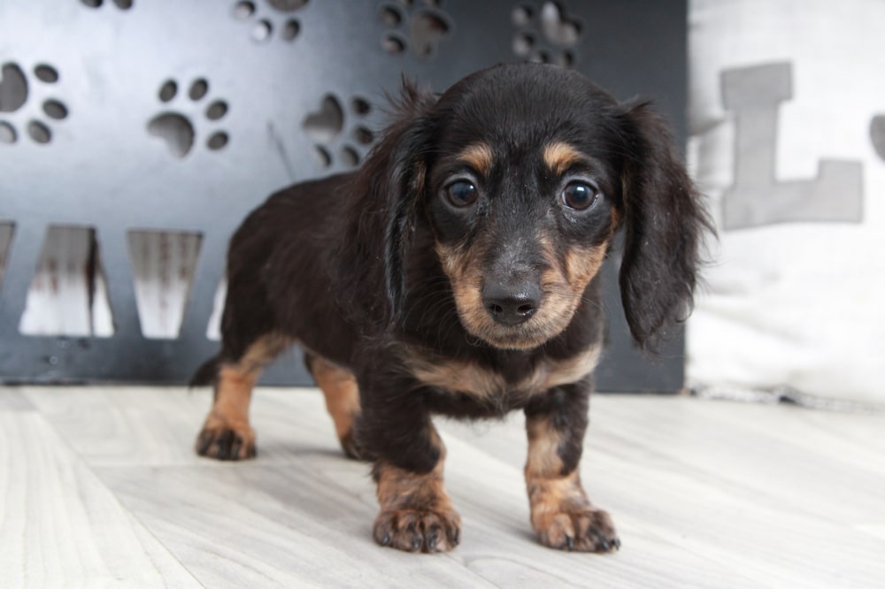 Jane - Adventurous ACA Blk/Tan Female Mini Dachshund Puppy