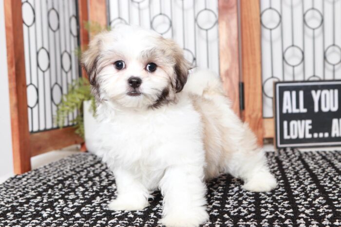 Jane - Cuddly Little Female Teddy Bear Puppy