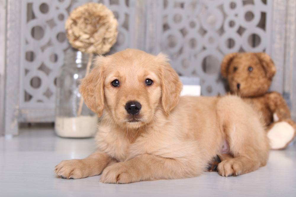 Attractive Golden Retriever Puppies For Adoption Maralal Kenyan