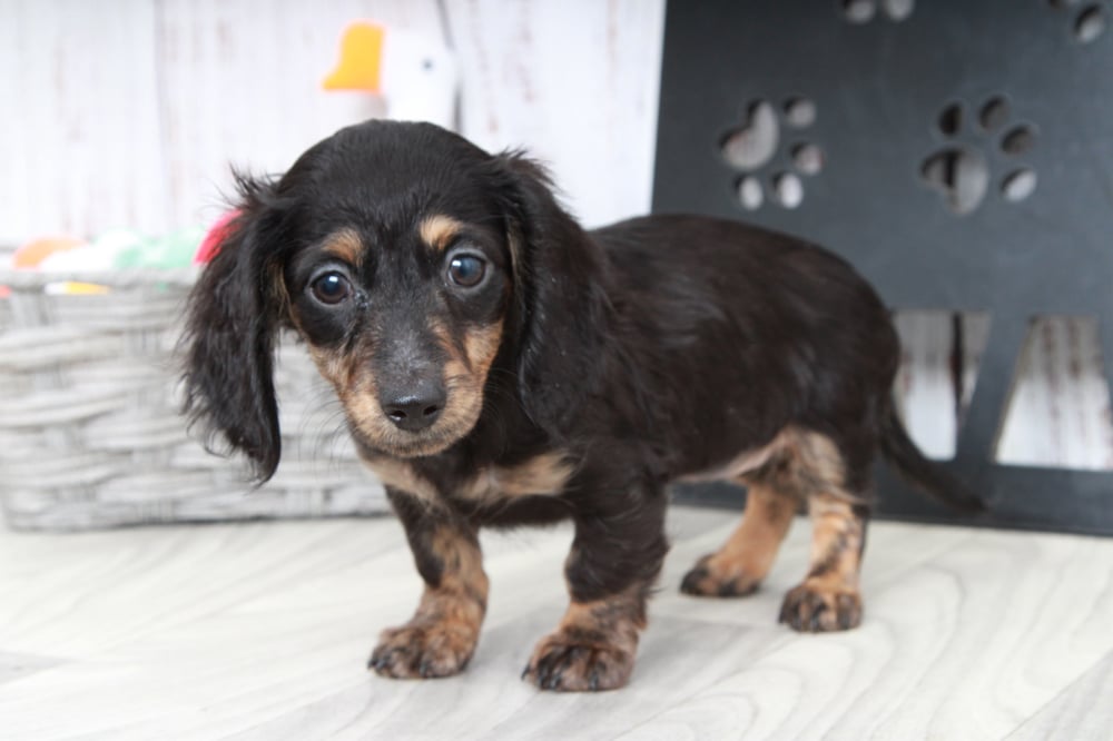 Jane - Adventurous ACA Blk/Tan Female Mini Dachshund Puppy - Image 2