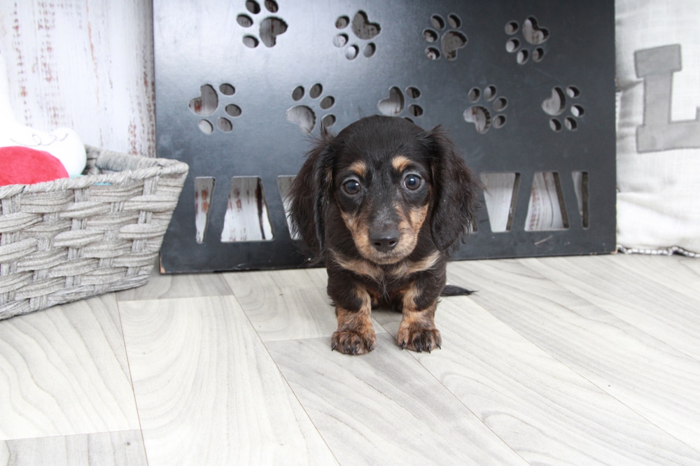 Jane - Adventurous ACA Blk/Tan Female Mini Dachshund Puppy - Image 4