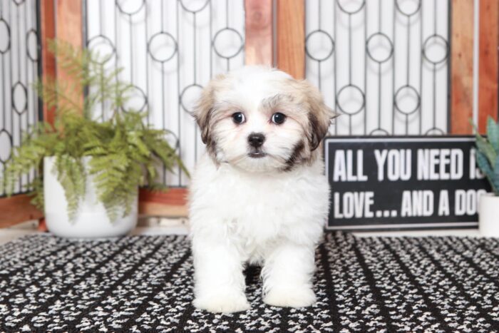 Jane - Cuddly Little Female Teddy Bear Puppy - Image 3