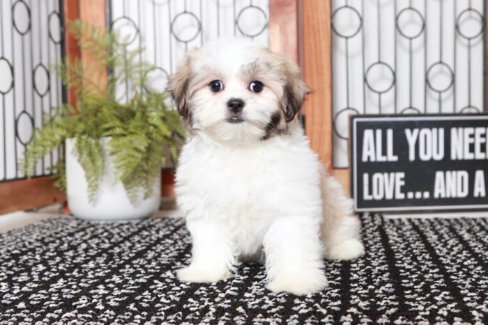 Jane - Cuddly Little Female Teddy Bear Puppy - Image 4