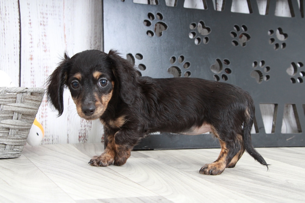 Jane - Adventurous ACA Blk/Tan Female Mini Dachshund Puppy - Image 3
