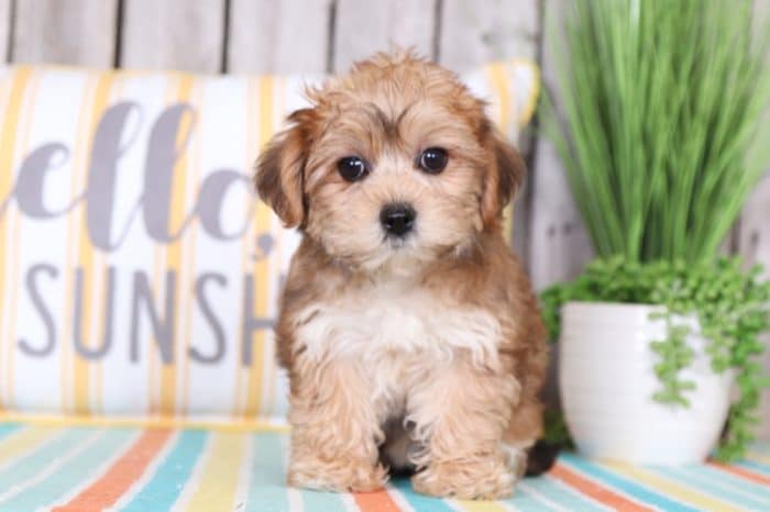 Jasmine - Fancy Yorkie Poo