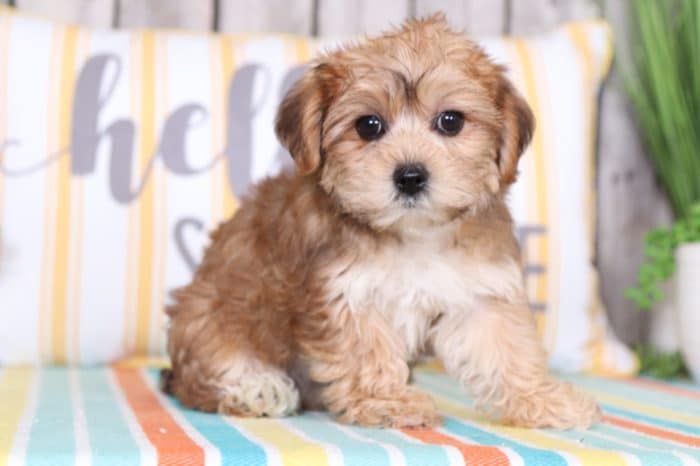 Jasmine - Fancy Yorkie Poo - Image 2