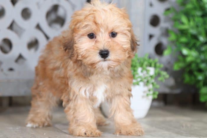 Jasmine - Fancy Yorkie Poo - Image 2