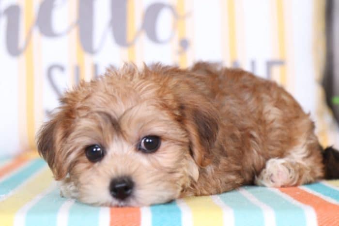 Jasmine - Fancy Yorkie Poo - Image 3