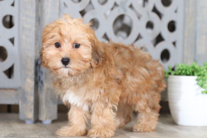 Jasmine - Fancy Yorkie Poo - Image 3
