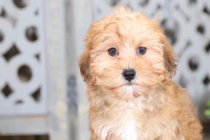 Jasmine - Fancy Yorkie Poo - Image 4