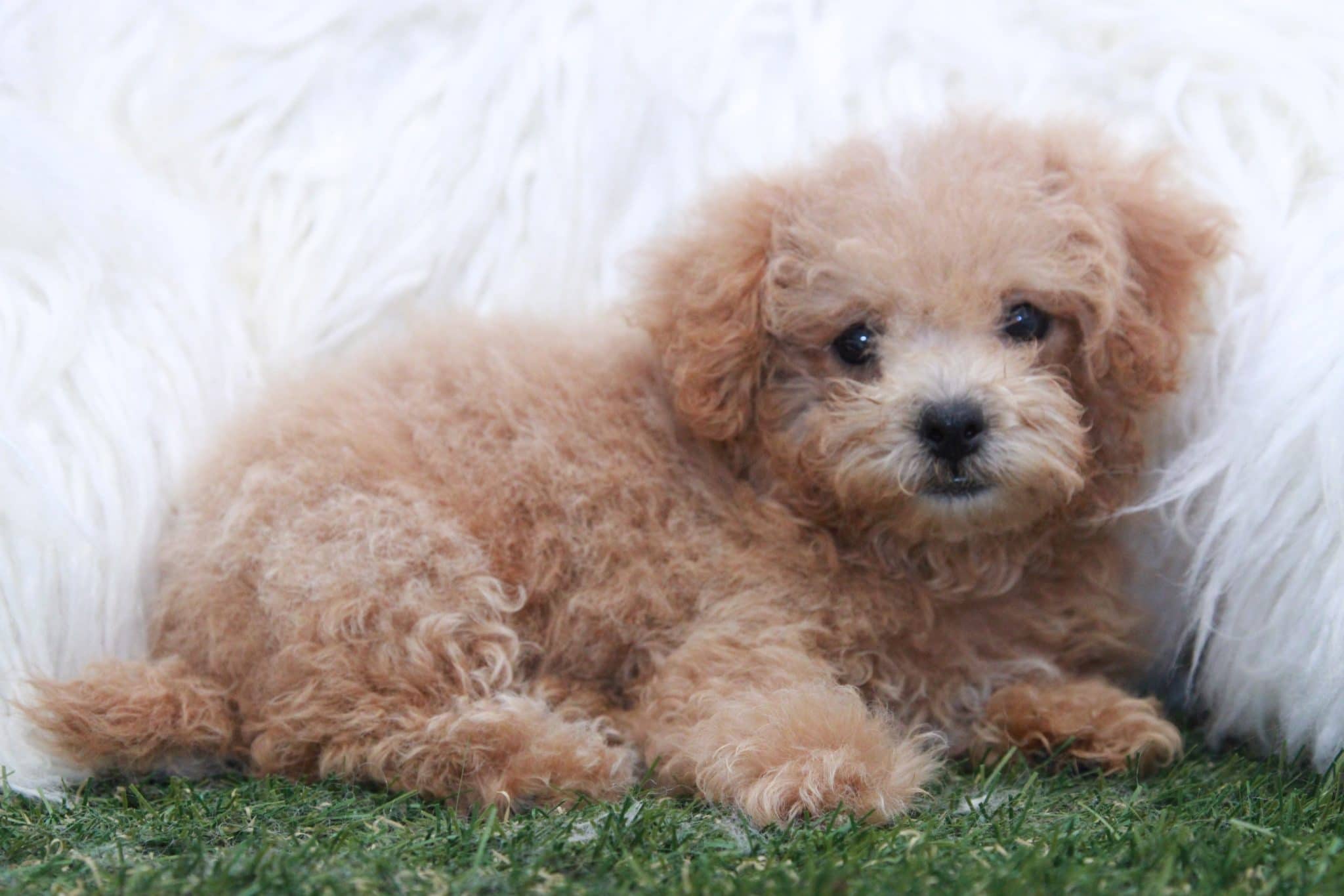 Jasmine - Perfect Female Poochon Puppy