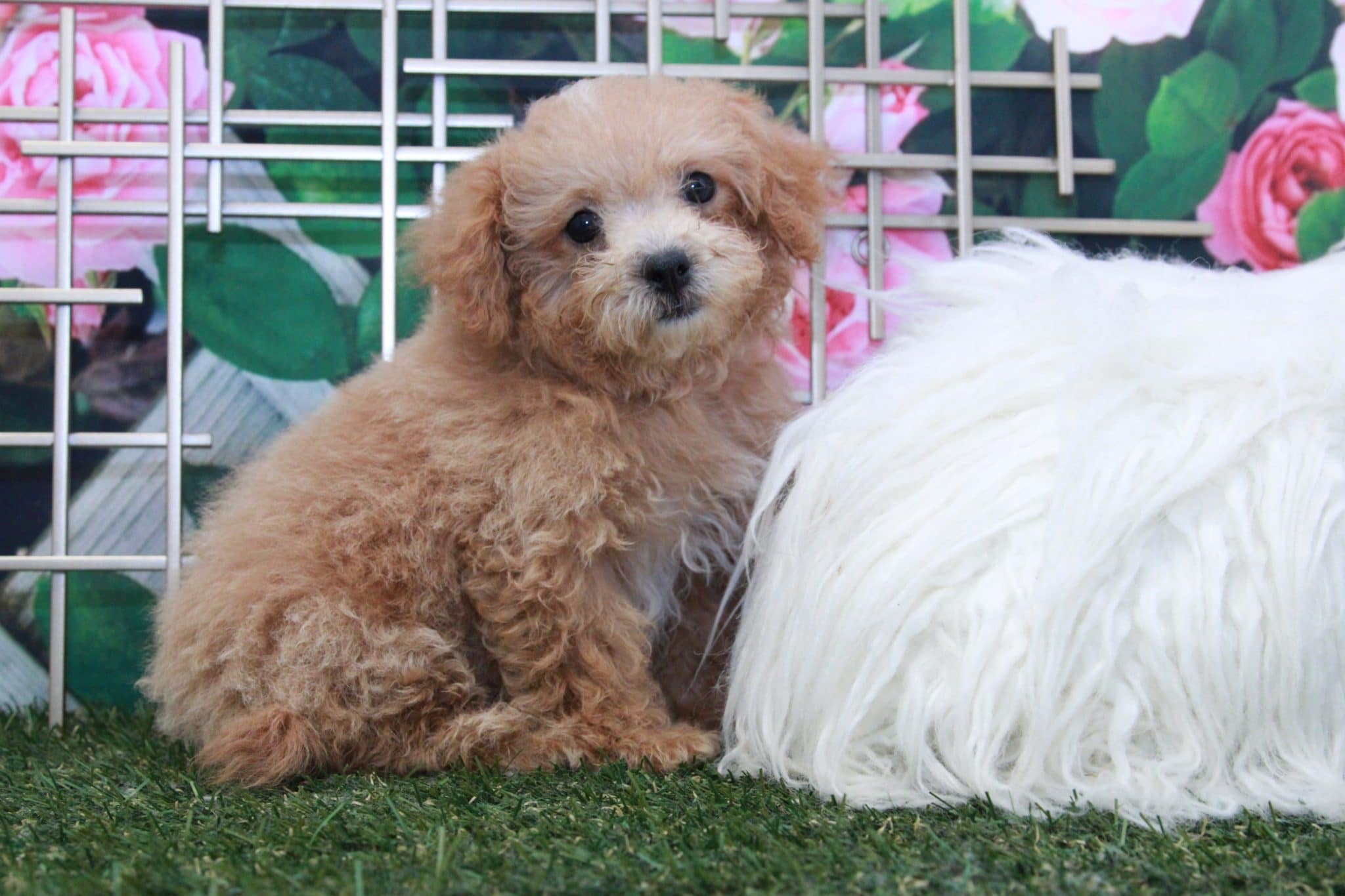 Jasmine - Perfect Female Poochon Puppy - Image 4