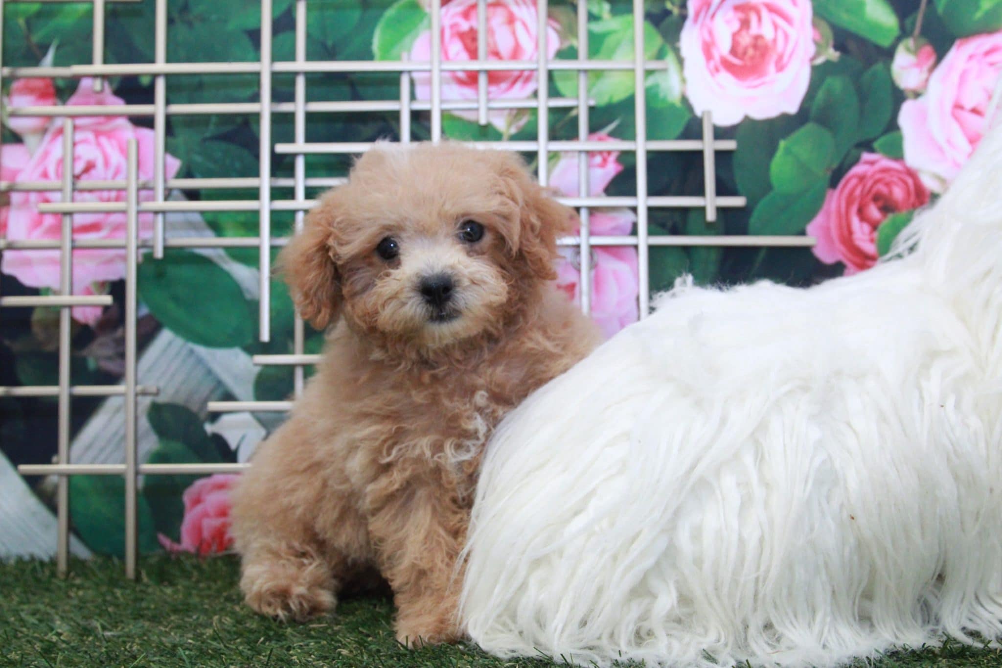 Jasmine - Perfect Female Poochon Puppy - Image 3