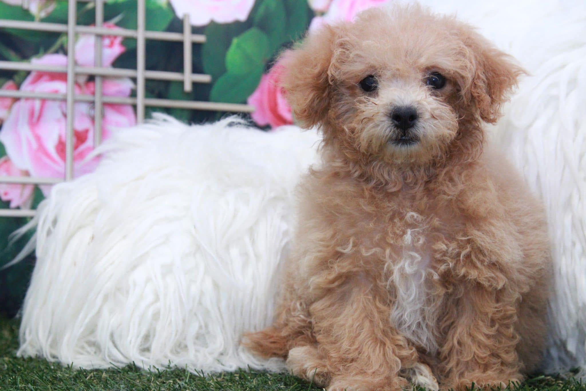 Jasmine - Perfect Female Poochon Puppy - Image 2
